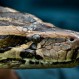 Cámaras de seguridad captan a ladrón metiéndose una serpiente en los pantalones