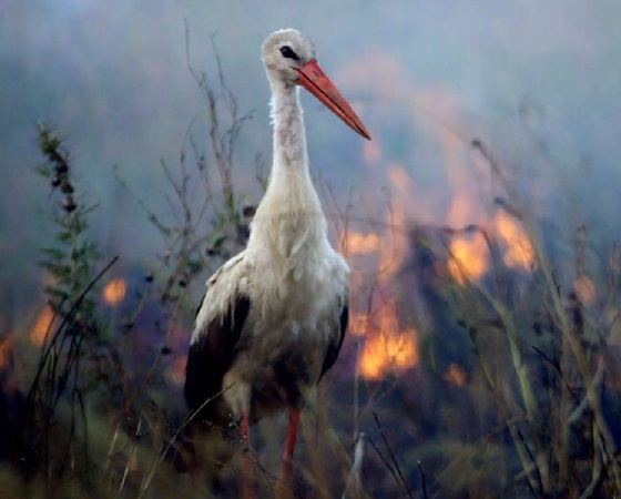 (foto: NatGeo)