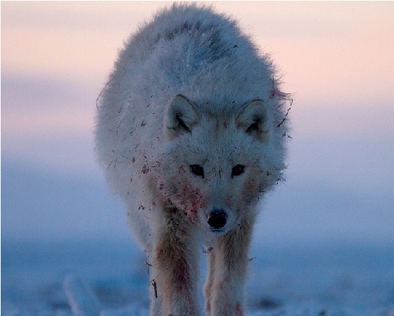 (foto: NatGeo)