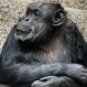 Un chimpancé macho con actitudes de hembra: Este caso confunde a los expertos