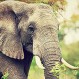 Muere pequeño elefante a causa de los maltratos en zoológico: Trágica negligencia
