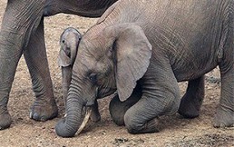 Lamentable video: Cría de elefante se desploma por el calor y los maltratos en Tailandia