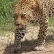 Video: ¿Por qué este leopardo parece jugar con el pequeño antílope?