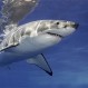 Grupo de pescadores filman aterrador encuentro con un feroz tiburón blanco