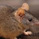 Este es el animal que tiene relaciones sexuales hasta morir: ¿Cómo se explica esta conducta?
