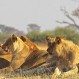 Así es la vida cotidiana de los leones ilustrada en una galería de fotos