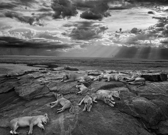 leones8