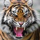 Dos motociclistas se salvaron milagrosamente del ataque de un tigre: Este es el video