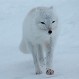 Este hermoso animal protagoniza una migración épica: Conoce su espectacular recorrido