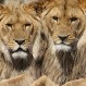 ¿Los leones cavan en la tierra en busca de presas? Esta escena fascinó a los cuidadores del Parque Kruger