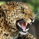 ¿Puede convivir un leopardo con una manada de leones? Este video tiene la respuesta