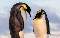 Dos pingüinos machos adoptan un huevo abandonado y se convierten en padres