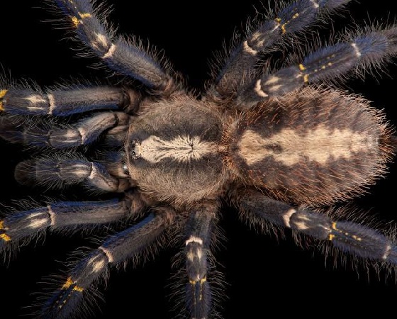 Poecilotheria metallica.