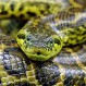 Dos buzos tuvieron un aterrador cara a cara con una espeluznante anaconda de 7 metros