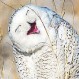 Concurso de fotografía: Estas son las 40 imágenes de animales más divertidas del año