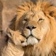 Un león conoce a su cachorro y la reacción se vuelve viral