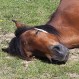 Un caballo cede ante el agotamiento y los testigos increpan al cochero: Tenso momento registrado en video