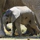 Pequeño elefante no logra subir por la pendiente: Así lo asiste la manada