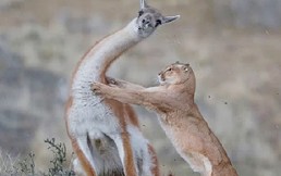 Estos son los ganadores del concurso “Wildlife Photographer of The Year”: Las mejores imágenes