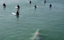 Estos surfistas estaban esperando las olas, pero se llevaron una enorme sorpresa