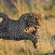 Este leopardo hambriento le robó la comida de la boca a un cocodrilo: Increíble video