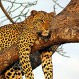 Este leopardo macho despierta de la siesta a la hembra de la manera menos aconsejable