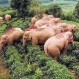 Elefantes arrasan campo de maíz, se embriagan y terminan con resaca: Increíbles fotos