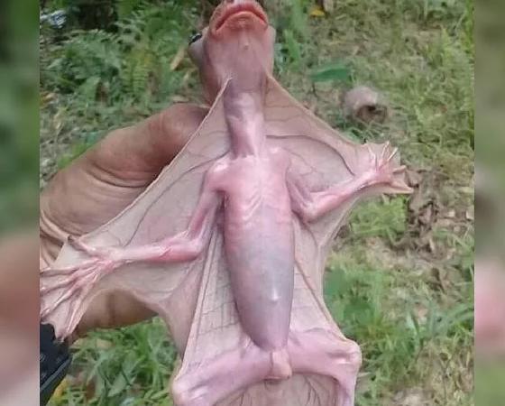 Luego de ser capturado, el animal fue liberado en su hábitat natural.