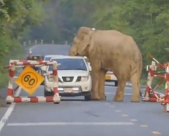 El animal detuvo la camioneta para robarle algo de comida.