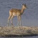 Impala acorralado por un cocodrilo y un hipopótamo intenta nadar para salvarse