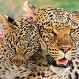 Este leopardo le enseña a sus cachorros cómo cruzar la carretera: Imposible no sentir ternura