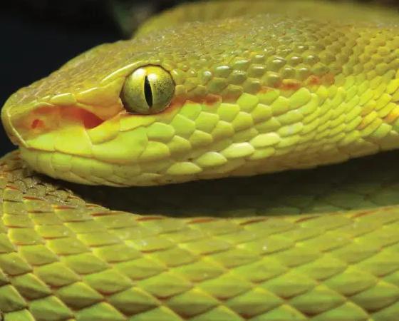 Así se ve la trimeresurus salazar.