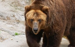 Video viral: Este oso entra a un domicilio y se da un chapuzón en la piscina