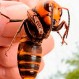 Avispón asesino vs un ratón: Video muestra la letalidad del insecto que preocupa a EE.UU.