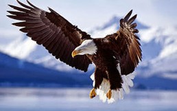 Impresionante video: Águila sobrevuela el mar con un tiburón en sus garras