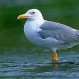 Una gaviota quedó atrapada en una mascarilla desechable: Así fue rescatada