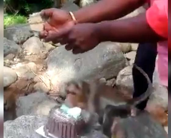 El momento en el que el mono irrumpe para robarse el pastel.