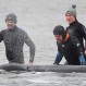 Desesperados intentos por salvar a las ballenas varadas en Australia: Ya falleció un tercio de ellas