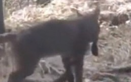 Video viral: Gato montés y serpiente de cascabel se enfrentan en una espectacular batalla