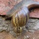 Hallaron caracoles africanos en Argentina: Hay preocupación por una posible plaga incontrolable