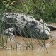 Un cocodrilo caza a un guepardo cuando bebía agua: Increíbles imágenes