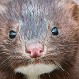 Descubren un animal salvaje con Covid-19 y se disparan las alarmas en todo el mundo
