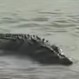 Enorme cocodrilo devora a dos tiburones en la playa: Impactante video