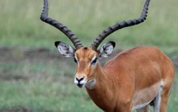 Este impala escapó de un cocodrilo, pero cayó en una trampa mortal: Mira su dramática lucha