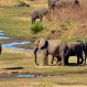 Inundaciones en el Parque Kruger azotado por una fuerte tormenta: ¿Cómo sobreviven los animales?