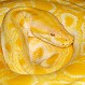 Esta es la increíble “serpiente de los emojis”: ¿A qué se debe su curiosa apariencia?