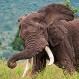 Video: Elefante entra en territorio de hipopótamos y se ensaña con los más pequeños