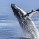 Increíble historia: Buzo estuvo en la boca de una ballena y vivió para contarlo