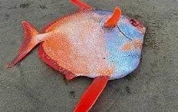 Hallan un extraño pez gigante en las costas de Estados Unidos: Estas son las imágenes