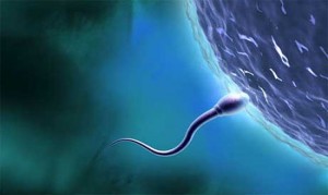proteínas clave espermatozoides proteínas clave espermatozoides